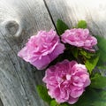 Roses on a wooden surface. Royalty Free Stock Photo