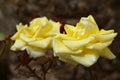 Yellow roses Royalty Free Stock Photo