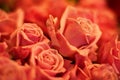 Roses zoom, flower petal and garden plants bouquet for spring with red color for love and care. Flowers, rose plant and