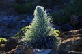 Roseta Basal growing in the Volcanic landscape of Teide Volcano Royalty Free Stock Photo