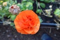 Rosette apricot Ranunculus, Persian buttercup flowers