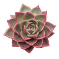 Rosette of Echeveria Shallot Succulent houseplant isolated on white, top view