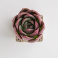 Rosette of Echeveria Shallot Succulent top view