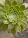 rosette flower or succulent plant Royalty Free Stock Photo