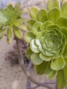 rosette flower or succulent plant in garden Royalty Free Stock Photo