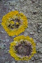 Rosette-forming gold lichen Caloplaca flavescens