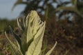 Rosette of Greater Mullein growing in the wild, India.