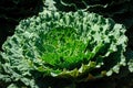 Rosette of green ornamental Brassica cabbage in the summer garden.