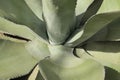 A rosette of a huge aloA rosette of a huge aloe vera plant. Flat aloe vera leaves