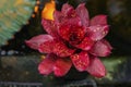 Rosette of red Agave, yucca. Tropical decorativ plant, succulent, Selective focus. Natural pattern, exotic botanical Royalty Free Stock Photo