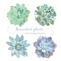 Rosette shaped succulents Echeveria vector design set