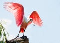 Rosette spoonbill Royalty Free Stock Photo