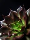 Rosette Succulent