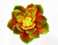 Rosette Succulent small plant picture image Stock Photo