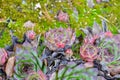 Rosettes Echeveria succulent plants on summer garden. Stonecrop family flowers