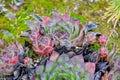 Rosettes Echeveria succulent plants on summer garden. Stonecrop family flowers