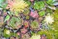 Rosettes Echeveria succulent plants on summer garden. Stonecrop family flowers