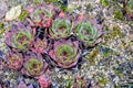 Rosettes Echeveria succulent plants on summer garden. Stonecrop family flowers