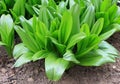 Rosettes of green leaves of the bulbous perennial Colchicum autumnale