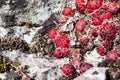 Jovibarba sobolifera, Jovibarba globifera, rolling hen-and-chicks,