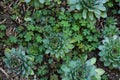 Rosettes of sempervivum on the ground