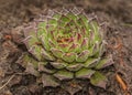 Rosettes sempervivum in garden