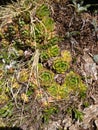 Rosettes of wild succulent plants Sempervivum flowers growing on the rocks in mountain area