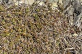 Rosettes of wild succulents on the background of shale stone