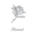 Rosewood skech hand drawing. Branch of a rosewood Royalty Free Stock Photo