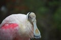 Rosey spoonbill Royalty Free Stock Photo