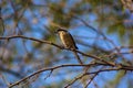 Rosey starling Royalty Free Stock Photo