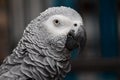 Rosie the african grey