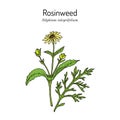 Rosinweed Silphium integrifolium , medicinal plant