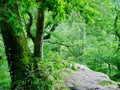 Roslyn Glen, Scotland