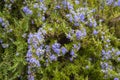 Rosmarinus or common Rosemary flowering herb