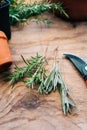 Rosmarinus and lavender plant cuttings