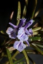 Rosmarinus officinalis flower close up family lamiaceae in black modern background high quality big size print