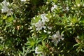 Rosmarinus officinalis or Salvia rosmarinus . White Rosemary flowers Royalty Free Stock Photo