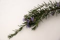 Rosmary branch with blue blossom on white background Royalty Free Stock Photo