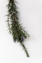 Rosmary branch with blue blossom on white background Royalty Free Stock Photo