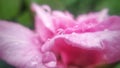 Rose flower with raindrops