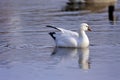 Ross`s Goose Swims  812076 Royalty Free Stock Photo