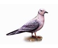 Ross`s gull Rhodostethia rosea