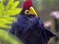 Ross`s Turaco, Musophaga rossae, a beautiful bird with a distinct red crest