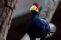 A Ross`s turaco in the trees or Lady Ross`s turaco Musophaga rossae is a mainly bluish-purple African bird of the turaco famil