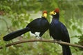 Ross's Turacos Royalty Free Stock Photo