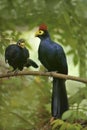 Ross's Turacos Royalty Free Stock Photo