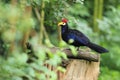 Ross turaco