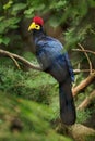 Ross Turaco - Musophaga rossae or Lady Ross s turaco is a mainly bluish-purple African bird of the turaco family, Musophagidae,