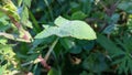 Rossa on a leaf glows in the sun's rays early in the morning in a meadow